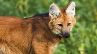 Lobo-guará
 
