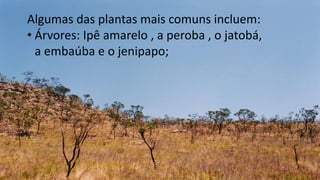 .
Algumas das plantas mais comuns incluem:
• Árvores: Ipê amarelo , a peroba , o jatobá,
a embaúba e o jenipapo;
 