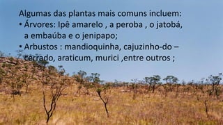 .
Algumas das plantas mais comuns incluem:
• Árvores: Ipê amarelo , a peroba , o jatobá,
a embaúba e o jenipapo;
• Arbustos : mandioquinha, cajuzinho-do –
cerrado, araticum, murici ,entre outros ;
 