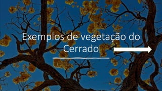 Exemplos de vegetação do
Cerrado
 