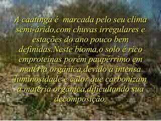 A caatinga é  marcada pelo seu clima semi-árido,com chuvas irregulares e estações do ano pouco bem definidas.Neste bioma,o solo é rico emproteínas porém paupérrimo em matéria orgânica,devido à intensa luminosidade e calor que carbonizam a matéria orgânica,dificultando sua decomposição. 