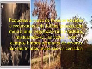 Pequenas árvores de troncos torcidos e recurvados e de folhas grossas, em meio a uma vegetação rala e rasteira, misturando-se , ás vezes , com campos limpos ou matos de árvores não muito altas esses são os cerrados. 