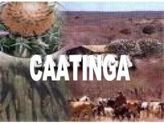 CAATINGA 