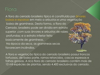 A flora do cerrado brasileiro típico é constituída por árvores
baixas e esparsas em meio a arbustos e uma vegetação
baixa de gramíneas. Desta forma, a flora do
Cerrado, brasileiro pode ser dividia em estrato
superior ,com suas árvores e arbustos de raízes
profundas; e o estrato inferior feito
basicamente de gramíneas.
Na época da seca, as gramíneas secas
favorecem incêndios.
A flora e vegetação típica do cerrado brasileiro possui troncos
tortuosos, de baixo porte, ramos retorcidos, cascas espessas e
folhas grossas. A rica flora do cerrado brasileiro contém mais de
10 mil espécies de plantas, sendo 4.400 exclusivas do cerrado.
 