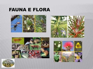 FAUNA E FLORA
 