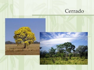 Cerrado