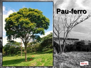 Pau-ferro MENU 