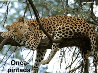 Onça-pintada  