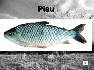 Piau  