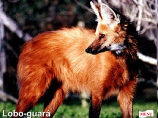 Lobo-guará MENU 