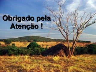 Obrigado pela Atenção ! 