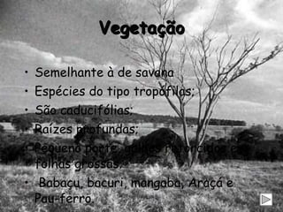 Vegetação Semelhante à de savana  Espécies do tipo tropófilas; São caducifólias; Raízes profundas;  Pequeno porte, galhos retorcidos e folhas grossas.  Babaçu, bacuri, mangaba, Araçá e Pau-ferro. 