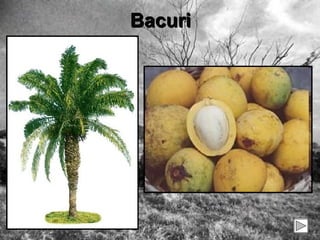 Bacuri 