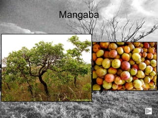 Mangaba 