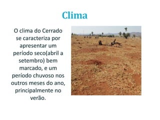 O Cerrado; conceito e vegetação | PPTX
