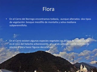 FloraEn el Cerro del Borrego encontramos todavía, -aunque alterados- dos tipos de vegetación: bosque mesófilo de montaña y selva mediana subperennifolia.En el Cerro existen algunas especies vegetales en peligro de extinción, tal es el caso del helecho arborescente, el cual es utilizado como sustrato de plantas o para hacer figuras decorativas.