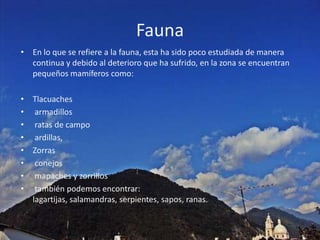 FaunaEn lo que se refiere a la fauna, esta ha sido poco estudiada de manera continua y debido al deterioro que ha sufrido, en la zona se encuentran pequeños mamíferos como:Tlacuaches armadillos ratas de campo ardillas,Zorras conejos mapaches y zorrillos también podemos encontrar: lagartijas, salamandras, serpientes, sapos, ranas.