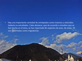 Hay una importante variedad de artrópodos como insectos y arácnidos todavía no estudiados. Cabe destacar, que de acuerdo a estudios que se han hecho en el área, se han reportado 81 especies de aves, de estas, 33 son reportadas como migratorias.