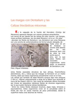 Fotos. blai




Las margas con Dentalium y las
Calizas bioclásticas miocenas

     En      la vaguada de la fuente del Hervidero (Cortijo del
Macareno) aparecen Margas con colores grisáceo-amarillentos.
Los cerros de por detrás son de calizas de color marrón. Las margas,
rocas arcilloso-calcáreas, son de edad Mioceno (~8 m.a.). En ellas
 abundan los fósiles de Dentalium. Los Dentalium son unos Moluscos
con una concha de carbonatocálcico de forma tubular alargada, de
                                                  hasta unos 10 cm
                                                  de    longitud.   La
                                                  concha está abierta
                                                  por      los     dos
                                                  extremos pero uno
                                                  de ellos es más
                                                  ancho que el
                                                  otro, por lo que
                                                  estos fósiles son
                                                  conocidos
                                                  vulgarmente como
                                                  pipas. La presencia
                                                  de Dentalium y de
Foto:.Miguel Villalobos

otros fósiles asociados (bivalvos de tipo almeja, foraminíferos
planctónicos, etc.), indica que las margas se formaron en un medio
marino, dado que estos organismos actualmente viven en el mar.
Las calizas son también de edad Mioceno aunque algo mas antiguas
(~9m.a.). Afloran extensamente a largo de la ladera que asciende al
cerro de las Pipas(1.428 m). Son rocas de carbonato cálcico formadas
por trozos de esqueletos calcáreos fósiles de diversos organismos,
por lo que suelen llamarse calizas bioclásticas.
 Entre los restos fósiles destacan bivalvos, algas rojas, briozoos y
equinodermos. Estos organismos viven en la actualidad sobre el
fondo del mar en zonas marinas de poca profundidad, desde la
superficie hasta unas decenas de metros.
 