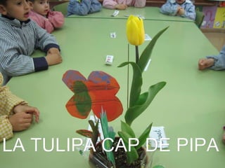 LA TULIPA CAP DE PIPA 