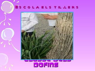 Escola els til.lers CLASSE DELS   DOFINS 