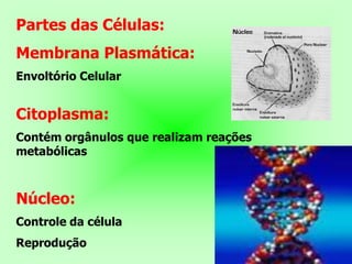 Partes das Células:
Membrana Plasmática:
Envoltório Celular


Citoplasma:
Contém orgânulos que realizam reações
metabólicas



Núcleo:
Controle da célula
Reprodução
 