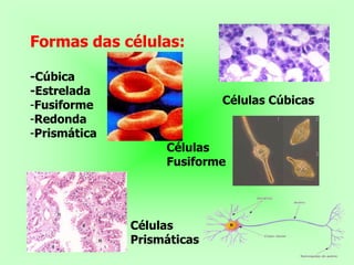 Formas das células:

-Cúbica
-Estrelada
-Fusiforme                  Células Cúbicas
-Redonda
-Prismática
                   Células
                   Fusiforme




              Células
              Prismáticas
 