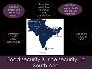 Rice, the
staple food
for 70% of
the
populations
Second
largest rice
producing
region
Livelihood
for >50
million
households
Rice share
15-30% of
GDP
60-70% of
calories & 50-
55% protein
from rice
Food security is ‘rice security’ in
South Asia
 