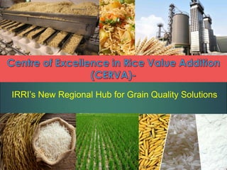 IRRI’s New Regional Hub for Grain Quality Solutions
 