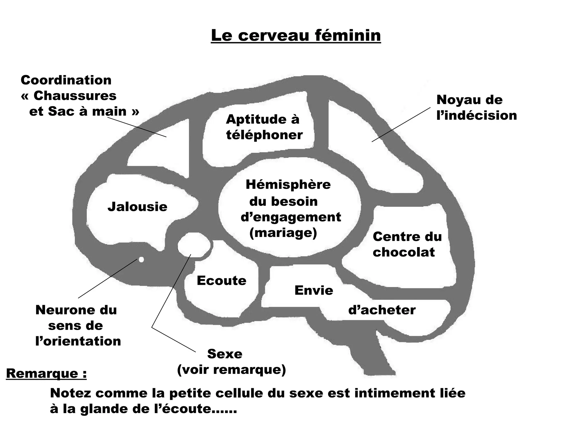Cerveau-De-l-homme-et-de-la-femme-1-2048.jpg