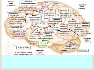 The left brain process information  in logical analytical stages 