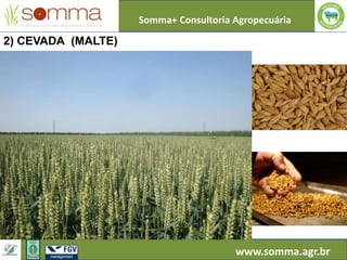 Somma+ Consultoria Agropecuária
www.somma.agr.br
2) CEVADA (MALTE)
 