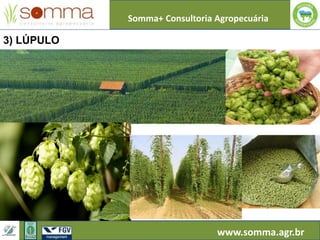 Somma+ Consultoria Agropecuária
www.somma.agr.br
3) LÚPULO
 