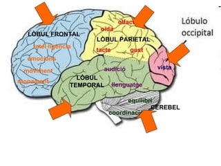 olfacte
                        oida
  LÒBUL FRONTAL
                       LÒBUL PARIETAL
    Intel·ligència
                       tacte         gust
  emocions
                         audició            vista
 moviment
                   LÒBUL
raonament
                 TEMPORAL      llenguatge

                                  equilibri
                                          CEREBEL
                            coordinació
 