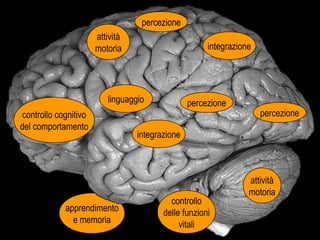 apprendimento
e memoria
Vista laterale di cervello umanoVista laterale di cervello umano
percezione
integrazione
attività
motoria
controllo
delle funzioni
vitali
controllo cognitivo
del comportamento
attività
motoria
percezione
percezione
integrazione
linguaggio
 