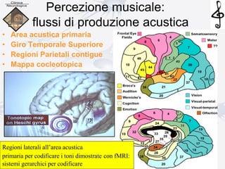 Percezione musicale:
flussi di produzione acustica
• Area acustica primaria
• Giro Temporale Superiore
• Regioni Parietali contigue
• Mappa cocleotopica
Regioni laterali all’area acustica
primaria per codificare i toni dimostrate con fMRI:
sistemi gerarchici per codificare
 