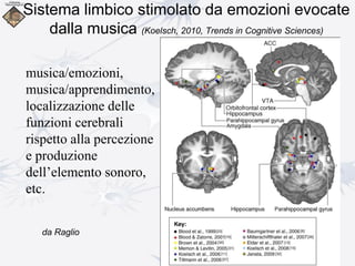 Sistema limbico stimolato da emozioni evocate
dalla musica (Koelsch, 2010, Trends in Cognitive Sciences)
musica/emozioni,
musica/apprendimento,
localizzazione delle
funzioni cerebrali
rispetto alla percezione
e produzione
dell’elemento sonoro,
etc.
da Raglio
 