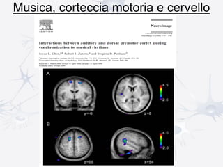 Musica, corteccia motoria e cervello
 