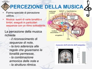 PERCEZIONE DELLA MUSICA
• Forma speciale di percezione
uditiva.
• Musica: suoni di varie tonalità e
timbri, eseguiti in particolari
sequenze con un ritmo sottostante.
La percezione della musica
richiede
- il riconoscimento di
sequenze di note,
- la loro aderenza alle
regole che governano le
tonalità permesse,
- la combinazione
armonica delle note e
- la struttura ritmica.
 