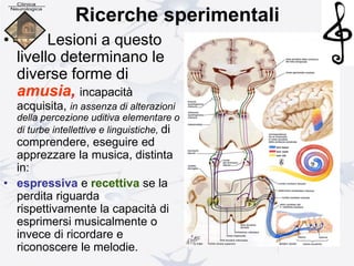 Ricerche sperimentali
• Lesioni a questo
livello determinano le
diverse forme di
amusia, incapacità
acquisita, in assenza di alterazioni
della percezione uditiva elementare o
di turbe intellettive e linguistiche, di
comprendere, eseguire ed
apprezzare la musica, distinta
in:
• espressiva e recettiva se la
perdita riguarda
rispettivamente la capacità di
esprimersi musicalmente o
invece di ricordare e
riconoscere le melodie.
 