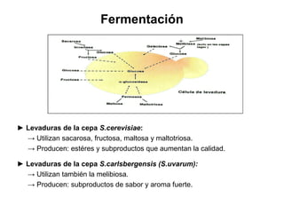 Fermentación
► Levaduras de la cepa S.cerevisiae:
→ Utilizan sacarosa, fructosa, maltosa y maltotriosa.
→ Producen: estéres y subproductos que aumentan la calidad.
► Levaduras de la cepa S.carlsbergensis (S.uvarum):
→ Utilizan también la melibiosa.
→ Producen: subproductos de sabor y aroma fuerte.
 