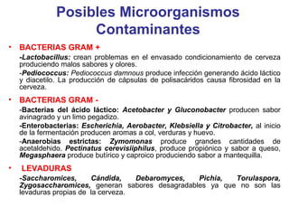 Posibles Microorganismos
Contaminantes
• BACTERIAS GRAM +
-Lactobacillus: crean problemas en el envasado condicionamiento de cerveza
produciendo malos sabores y olores.
-Pediococcus: Pediococcus damnous produce infección generando ácido láctico
y diacetilo. La producción de cápsulas de polisacáridos causa fibrosidad en la
cerveza.
• BACTERIAS GRAM -
-Bacterias del ácido láctico: Acetobacter y Gluconobacter producen sabor
avinagrado y un limo pegadizo.
-Enterobacterias: Escherichia, Aerobacter, Klebsiella y Citrobacter, al inicio
de la fermentación producen aromas a col, verduras y huevo.
-Anaerobias estrictas: Zymomonas produce grandes cantidades de
acetaldehido. Pectinatus cerevisiiphilus, produce propiónico y sabor a queso,
Megasphaera produce butírico y caproico produciendo sabor a mantequilla.
• LEVADURAS
-Saccharomices, Cándida, Debaromyces, Pichia, Torulaspora,
Zygosaccharomices, generan sabores desagradables ya que no son las
levaduras propias de la cerveza.
 
