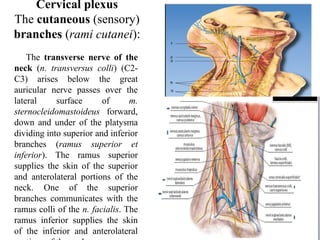 Comprehensive Overview of Spinal Nerves and Plexuses Anatomy | PPTX