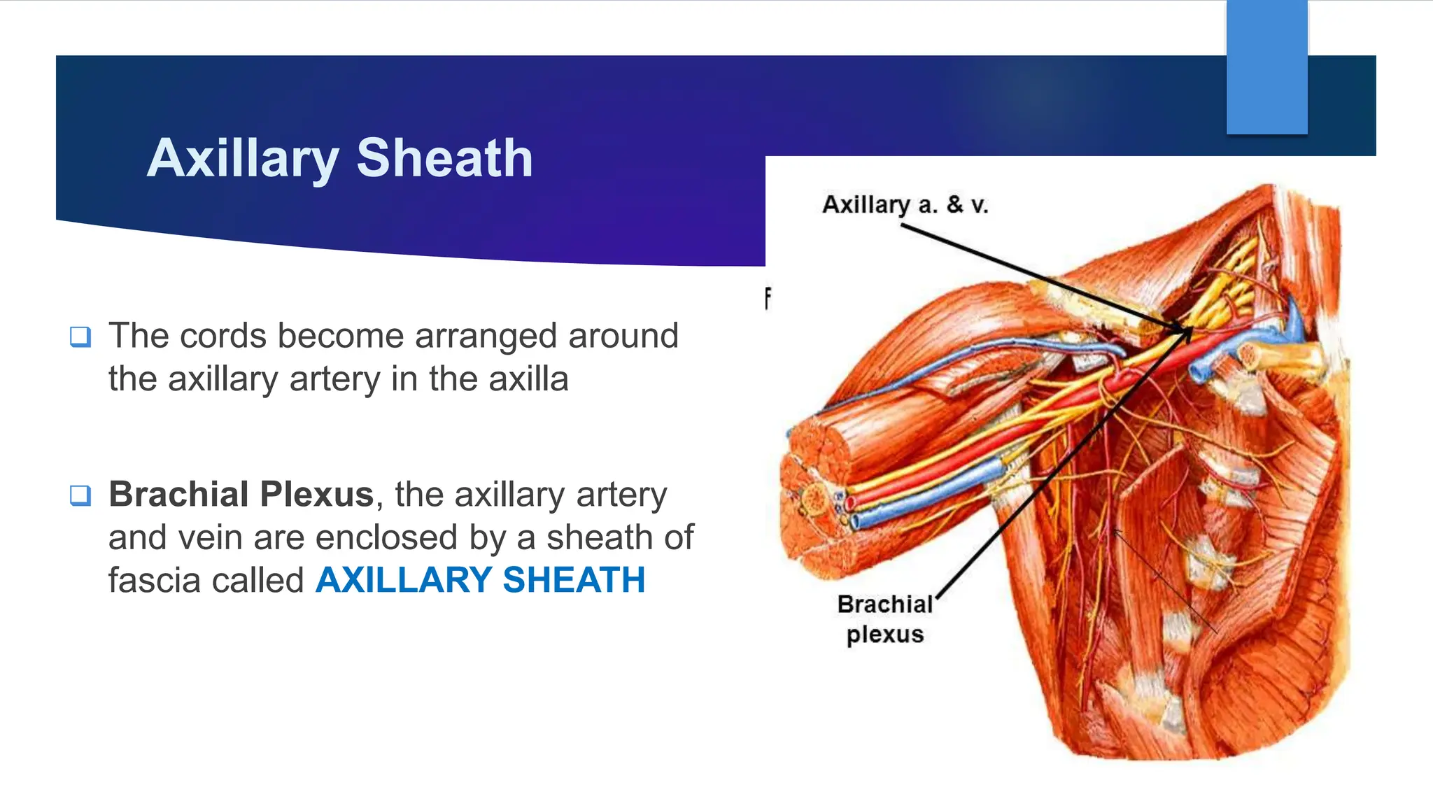 Cervical & Brachial Plexus By Dr. RIG.pptx