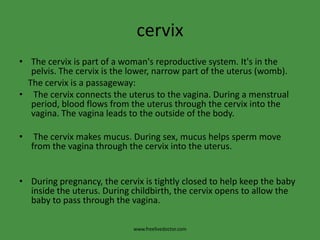 cervixThe cervix is part of a woman's reproductive system. It's in the pelvis. The cervix is the lower, narrow part of the uterus (womb).    The cervix is a passageway: The cervix connects the uterus to the vagina. During a menstrual   period, blood flows from the uterus through the cervix into the vagina. The vagina leads to the outside of the body. The cervix makes mucus. During sex, mucus helps sperm move from the vagina through the cervix into the uterus.During pregnancy, the cervix is tightly closed to help keep the baby inside the uterus. During childbirth, the cervix opens to allow the baby to pass through the vagina.www.freelivedoctor.com