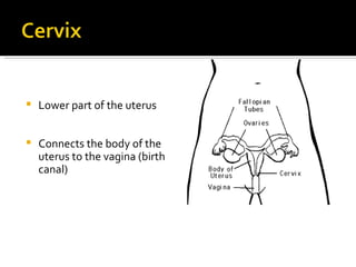 Lower part of the uterus Connects the body of the uterus to the vagina (birth canal) 
