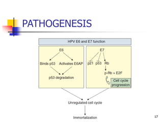 PATHOGENESIS
17
 