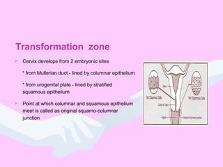 Transformation zone
 Cervix develops from 2 embryonic sites
* from Mullerian duct - lined by columnar epithelium
* from urogenital plate - lined by stratified
squamous epithelium
 Point at which columnar and squamous epithelium
meet is called as original squamo-columnar
junction
 