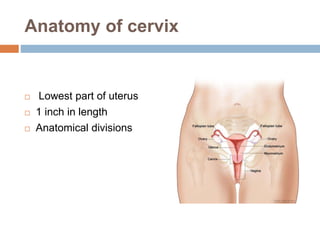 Anatomy of cervix
 Lowest part of uterus
 1 inch in length
 Anatomical divisions
 