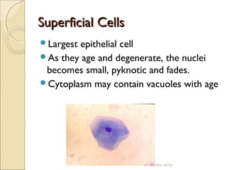 SSuuppeerrffiicciiaall CCeellllss 
Largest epithelial cell 
As they age and degenerate, the nuclei 
becomes small, pyknotic and fades. 
Cytoplasm may contain vacuoles with age 
dr. monika nema 
 